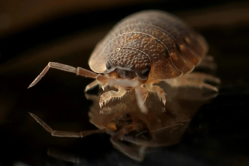 Bed-Bug-Treatment - Pest Control Pros | Bayonne, NJ | 551-383-3662